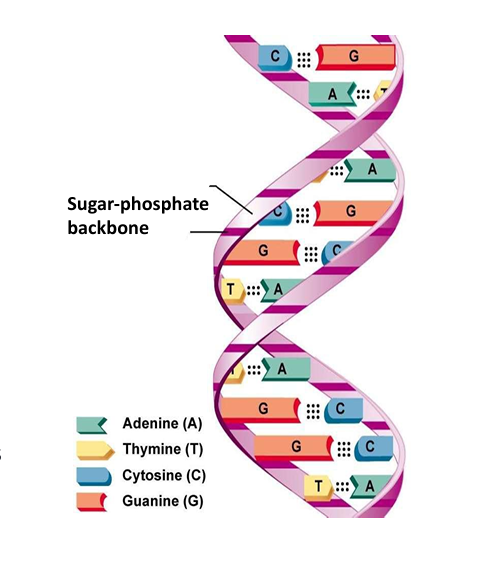 <ul><li><p>Complementary base pairing between nucleotide bases</p></li></ul><p></p>