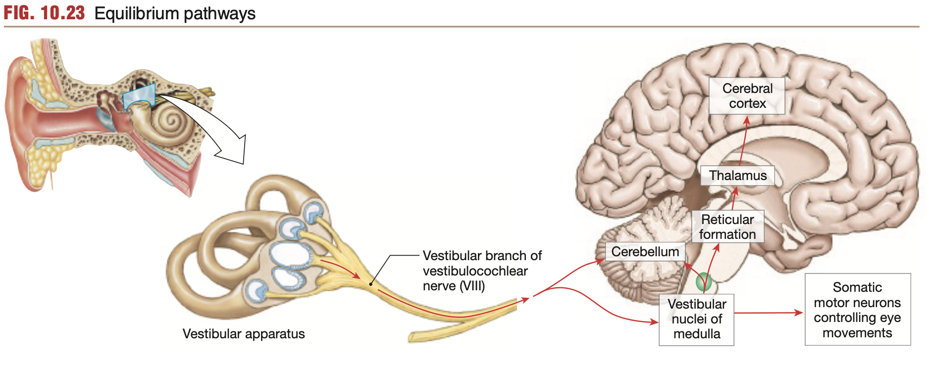 <p><mark data-color="yellow" style="background-color: yellow; color: inherit;">Balance</mark>: <strong>Neural pathways</strong></p>