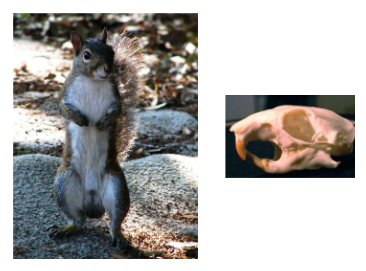 <p>What is the common name of this organism and what class does it belong to?</p>