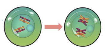 <p>What happens before meiosis one ?</p>