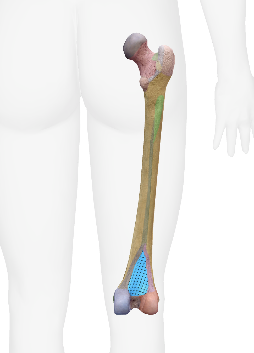 <p>What is this part of the femur </p>