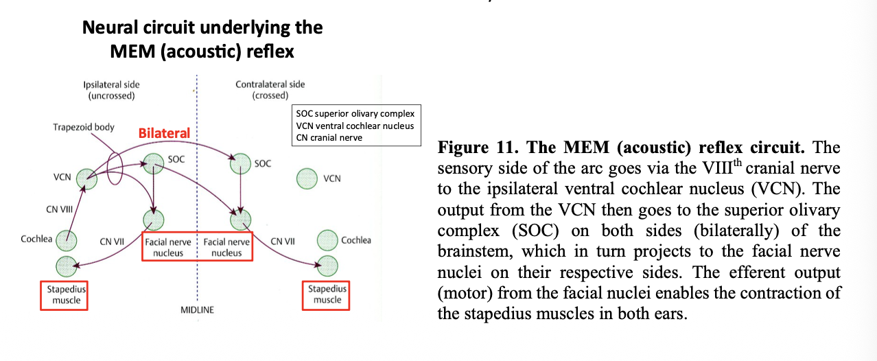 <p><strong>Ipsilateral side: </strong>Where sound is heard</p><ol><li><p>Sound heard at cochlea</p></li><li><p>Cochlea sends signal to the central cochlear nucleus</p></li><li><p>goes to the superior olivary complex <strong>ON BOTH SIDES</strong></p></li><li><p>projects to the facial nerve nuclei on <strong>both sides</strong></p></li><li><p>Effect output from the facial nuclei</p></li><li><p>enables <strong>contract</strong> of stapedius muscles <strong>IN BOTH EARS</strong></p></li><li><p>THEREFORE: DAMPENS the vibrations of the osccislces to PROTECT from loud sounds</p></li></ol><p><strong>OVERALL: contracts the stapieus (and sometimes the tensor tympani) at high intensity sounds</strong></p><ul><li><p>stiffens the ossicular chain</p></li><li><p>reduces sound transmission </p></li><li><p>THEREFORE: proteective</p></li></ul><p></p>