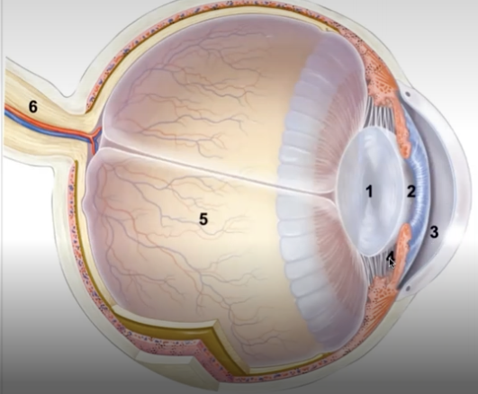 <p>eye structures</p>
