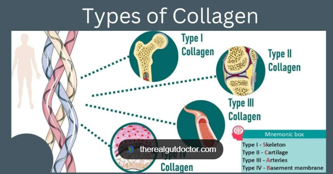 <p>collagen types</p>