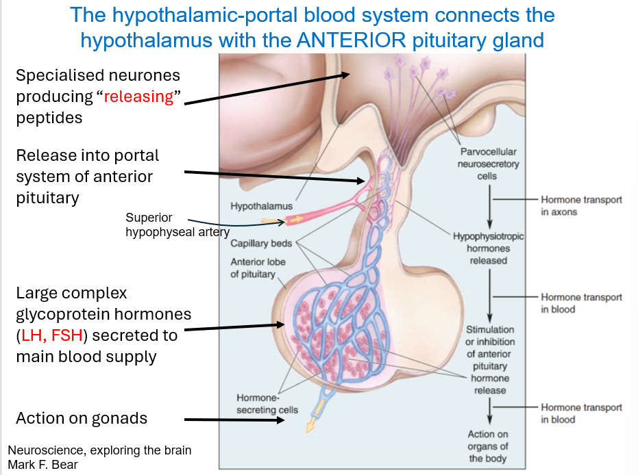<p>GnRH is produced from the specialised neurones.</p><p></p><p><em>Make sure to read entire diagram as certain parts (like in the RHS) where not included as questions and may be better to visualise like this. Important for exam.</em></p>