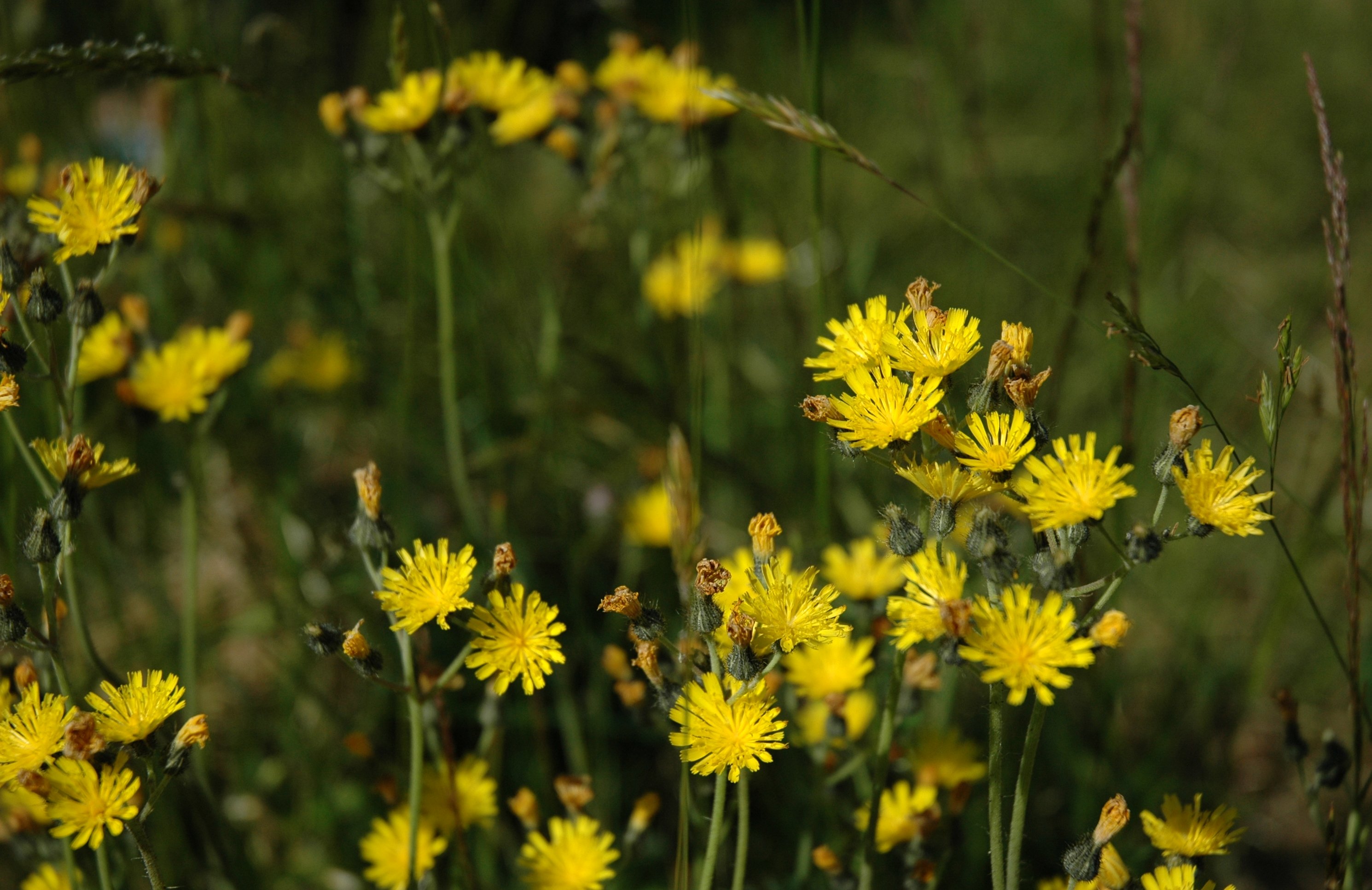 <p>looks like tiny dandelion on stem, <em>pioneer</em></p>