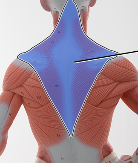 <p>Name the highlighted structure</p>