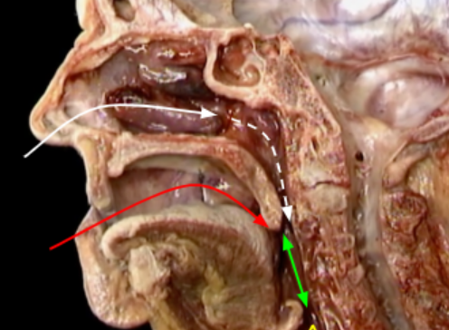 <p>white dotted: </p><p>White: </p><p>Red:</p><p>Green:</p><p>Yellow: </p><p></p>