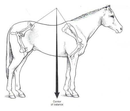 <ul><li><p>60%  front: 40% hind</p><ul><li><p>70:30 with rider</p></li></ul></li><li><p>95% of forelimb lameness problems occur distal to the carpus</p></li></ul><p></p>