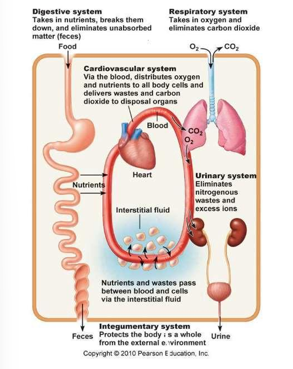 <ul><li><p>All organ systems work together; body cells are interdependent to maintain life functions</p></li></ul><p></p>
