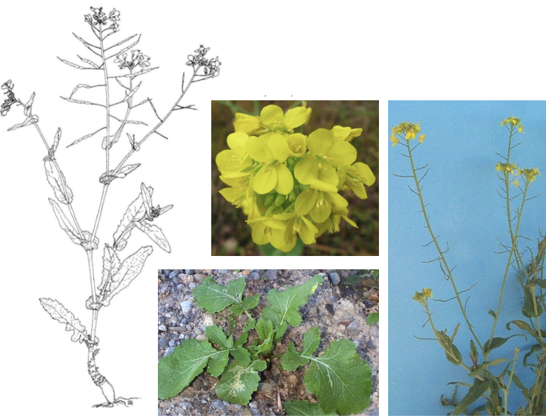 <p><strong>Plant family:</strong> Brassicaceae<br><strong>Life cycle:</strong> Annual<br><strong>Key persistence / spread:</strong> Seed<br><strong>Farming systems:</strong> Brassica crops, arable land</p><p><strong> How to identify</strong></p><p>It begins as a rosette with coarse, hairy leaves and develops a small swollen taproot. This swelling distinguishes it from many other brassica weeds.</p><p>As the plant matures, stems elongate and upper leaves become smoother. Flowers are bright yellow with four petals and are typical of brassicas.</p><p>Seed pods are long and cylindrical. It becomes very visible once flowering begins.</p>