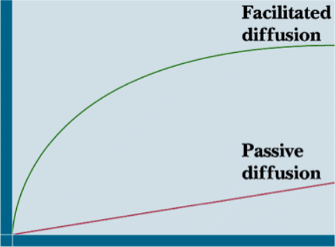 <p>facilitated (similar to non-regulatory curve/ligand receptor binding) - increase in movement, but get saturated and level off</p><p>passive - totally dependent on concentration gradient</p>