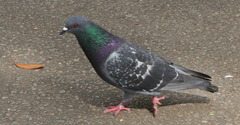 <p>pigeon</p>