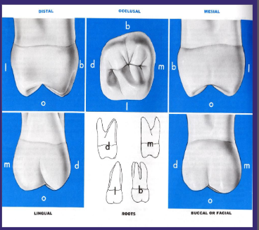 <p>Supplement first molars function, similar but less accentuated features</p><p>Shorter occlusocervically</p><p>Narrower mesiodistally </p>