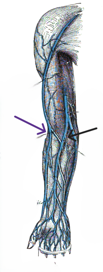<p>Oppervlakkige vene (Zwart)</p>