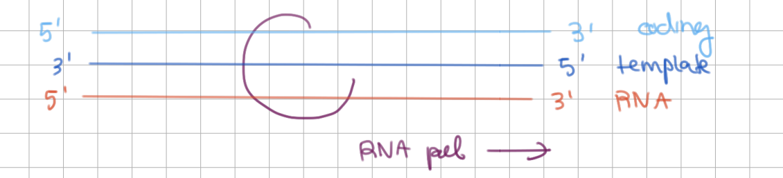 <p>Elongation during Transcription (2/3)</p><ul><li><p>RNA pol synthesizes RNA from <u>5</u>’ → <u>3</u>’</p></li><li><p>RNA pol slides along template from <u>3</u>’ → <u>5</u>’</p></li></ul><p></p>