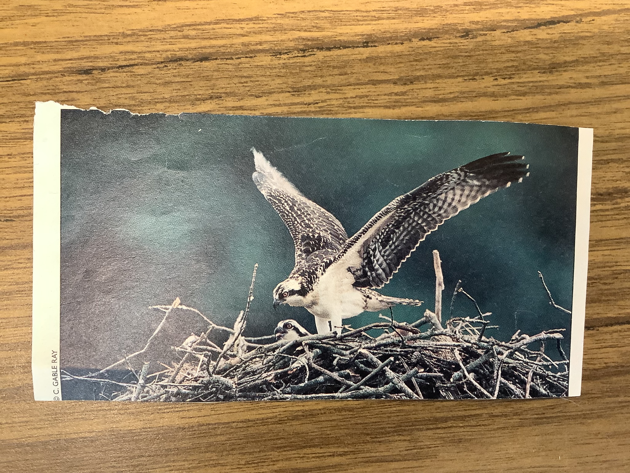 <p>Class reptillia </p><p>Order Accipitriformes </p><p>Osprey </p><p></p>