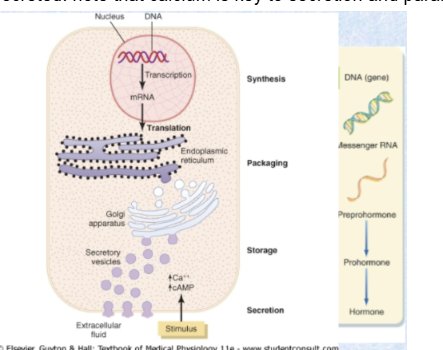 note that calcium is key to secretion and parallels in increase to cAMP