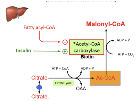 <p>fatty acyl-CoA inhibits it while insulin stimulates it</p>