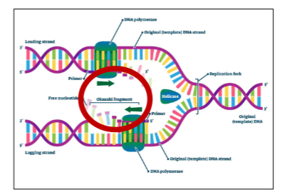 <p>Okazaki Fragments</p>