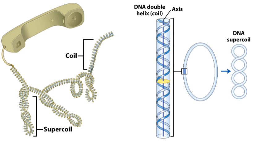 <p>Supercoiling compacts DNA</p><p>Supercoiling relieves strain</p>
