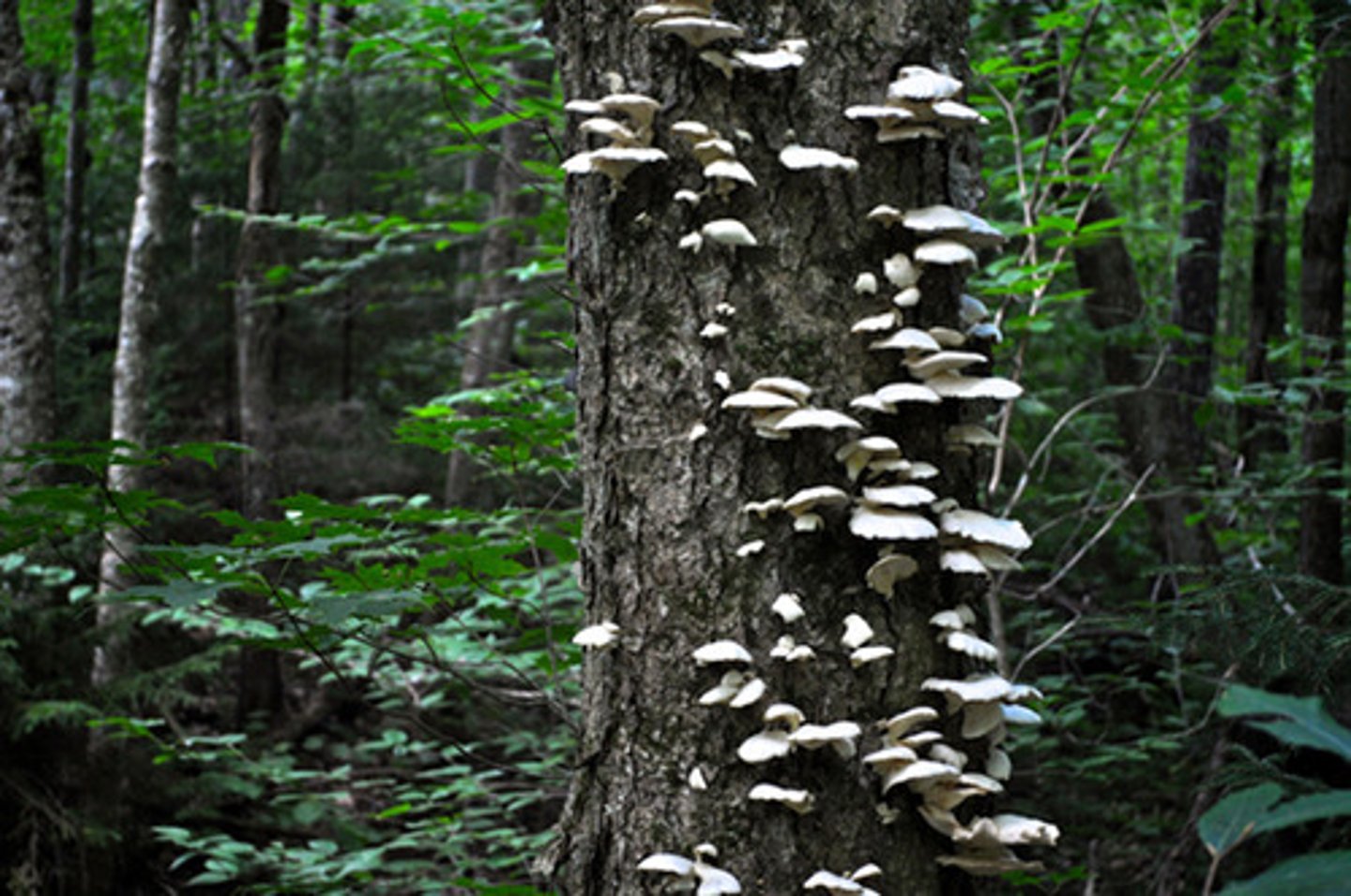 <p>a close, long term relationship between two or more species</p>