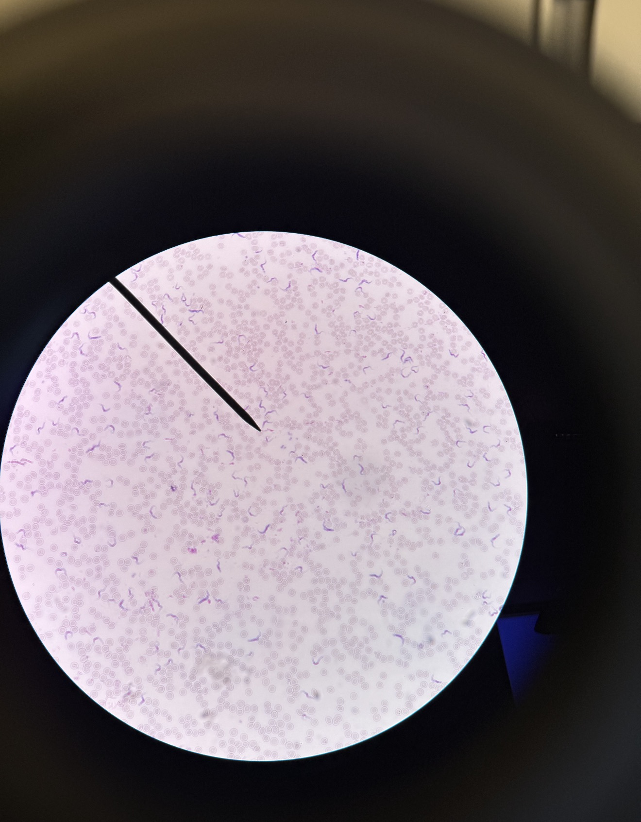 <p>What is this?</p>