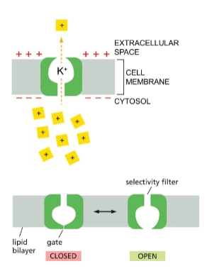 <p>passive transport of ions - selective for ion size and charge.</p><p>2 kinds:</p><ol><li><p>Non-gated Ion Channels - always open</p><ol><li><p>ex. K+ leak channel</p></li></ol></li><li><p>Gated Ion Channels - signal required to open channel</p></li></ol><p></p>