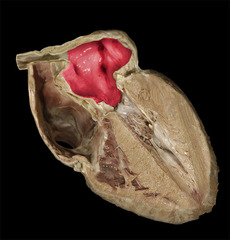 <p>identify the structure</p>