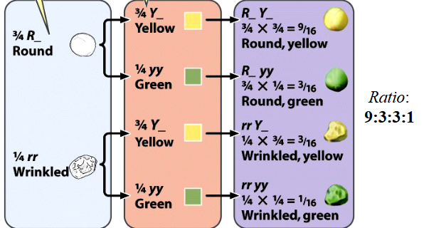 <p>don’t forget your fractions </p>