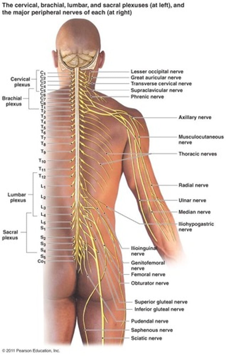 <p>Proximal nerves are close to the center of the body (spinal cord) and are larger than distal nerves, which are located in the extremities, far from the spinal cord.</p>