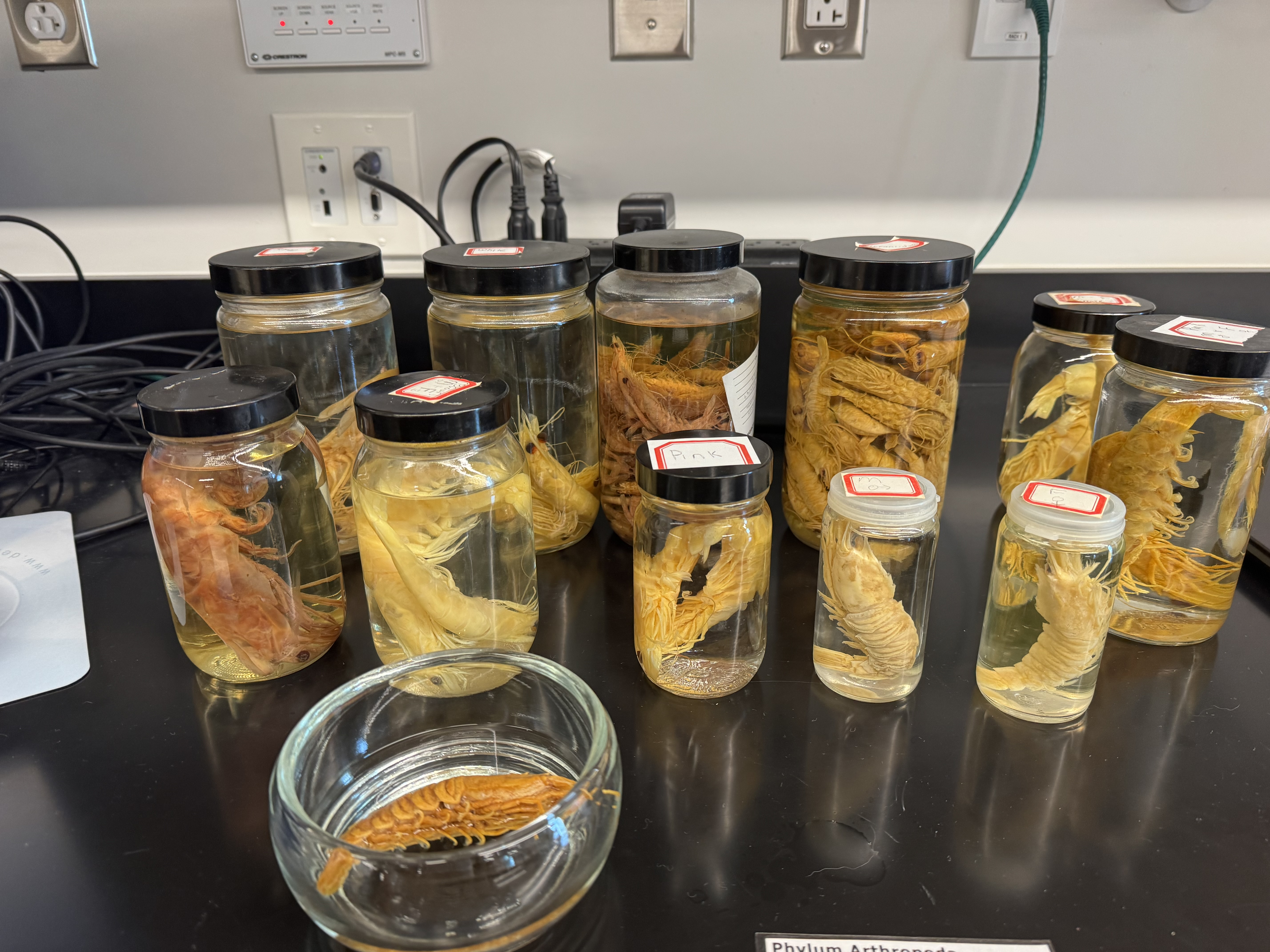 <p>Phylum?</p><p>Subphylum?</p><p>Class?</p><p>Order?</p><p>Suborder?</p>