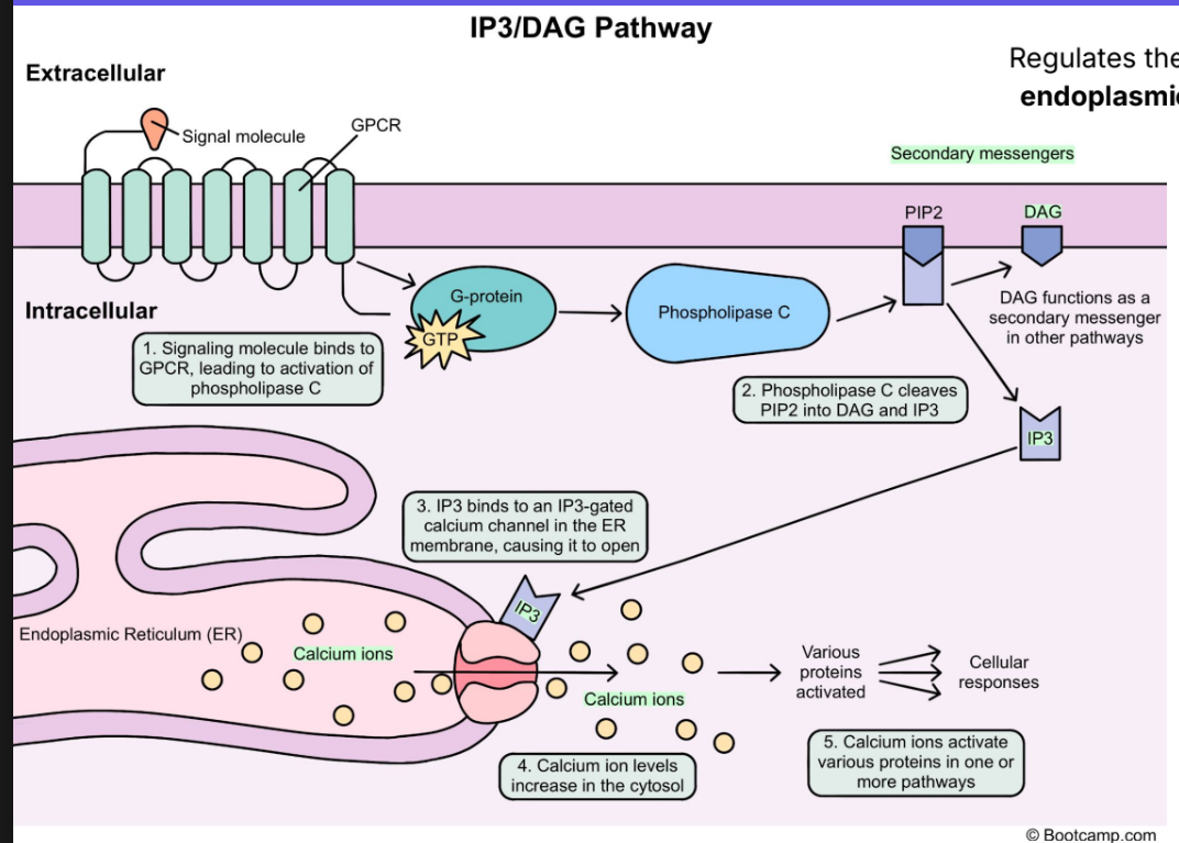 <p>1. The pathway is activated when an appropriate <strong>peptide hormone</strong> <strong>binds </strong>the <strong>GPCR</strong></p><p></p><ol start="2"><li><p><strong>GPCR activates </strong>the associated<strong> G protein</strong> via the binding of one GTP molecule</p></li></ol><p></p><p>3. G protein activates the enzyme <strong>Phospholipase C</strong></p><p></p><ol start="4"><li><p>Activated Phospholipase C <strong>cleaves </strong>the lipid PIP2 into two separate second messengers (IP3 and DAG)</p></li></ol><p></p><p>5.<strong> IP3</strong> binds ligand gated Ca2 <strong>channels </strong>on the surface of the ER</p><p></p><p>6. ER calcium channels open,<strong> releasing Ca2+</strong> into the cytosol</p><p></p><p>7. Free Ca2+ goes on to affect<strong> multiple other pathways</strong></p><p></p><p></p><p>G Proteins —> goes from GDP to GTP to get activated. </p>