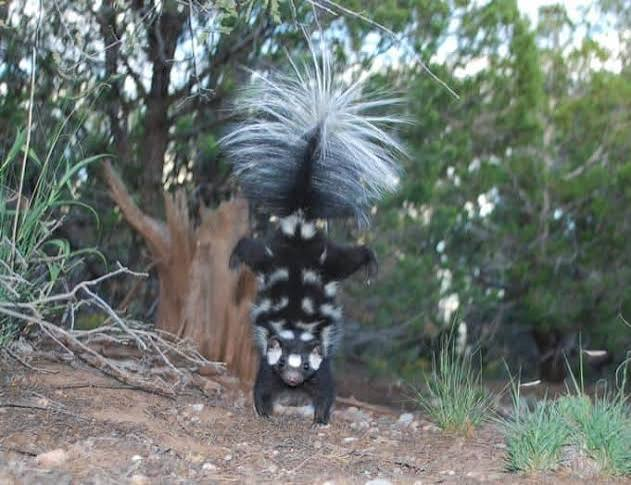 <p>What genus contains spotted skunks? </p>