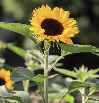 <p>Helianthus annuus</p>