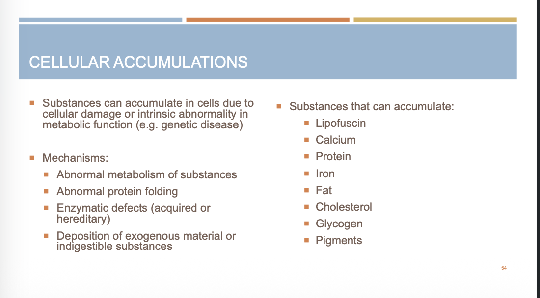 <p><strong>Cellular accumulations</strong> occur when substances build up inside cells because they are produced too much, not metabolized properly, or cannot be removed. </p><p></p><p>Substances can accumulate in cells due to cellular damage or intrinsic abnormality in metabolic function (e.g. genetic disease)</p><p></p><p></p>