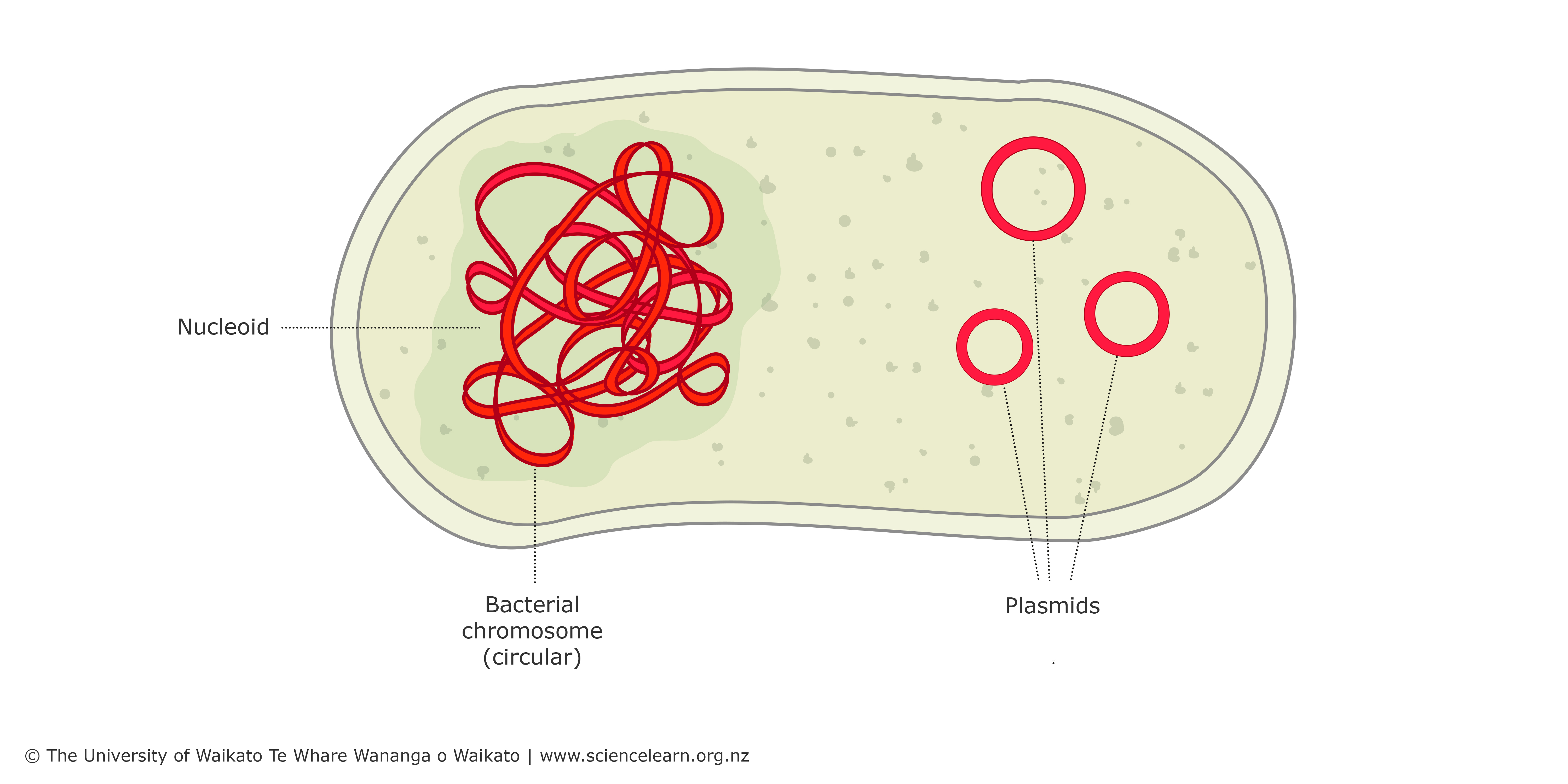 <p>Plasmid</p>