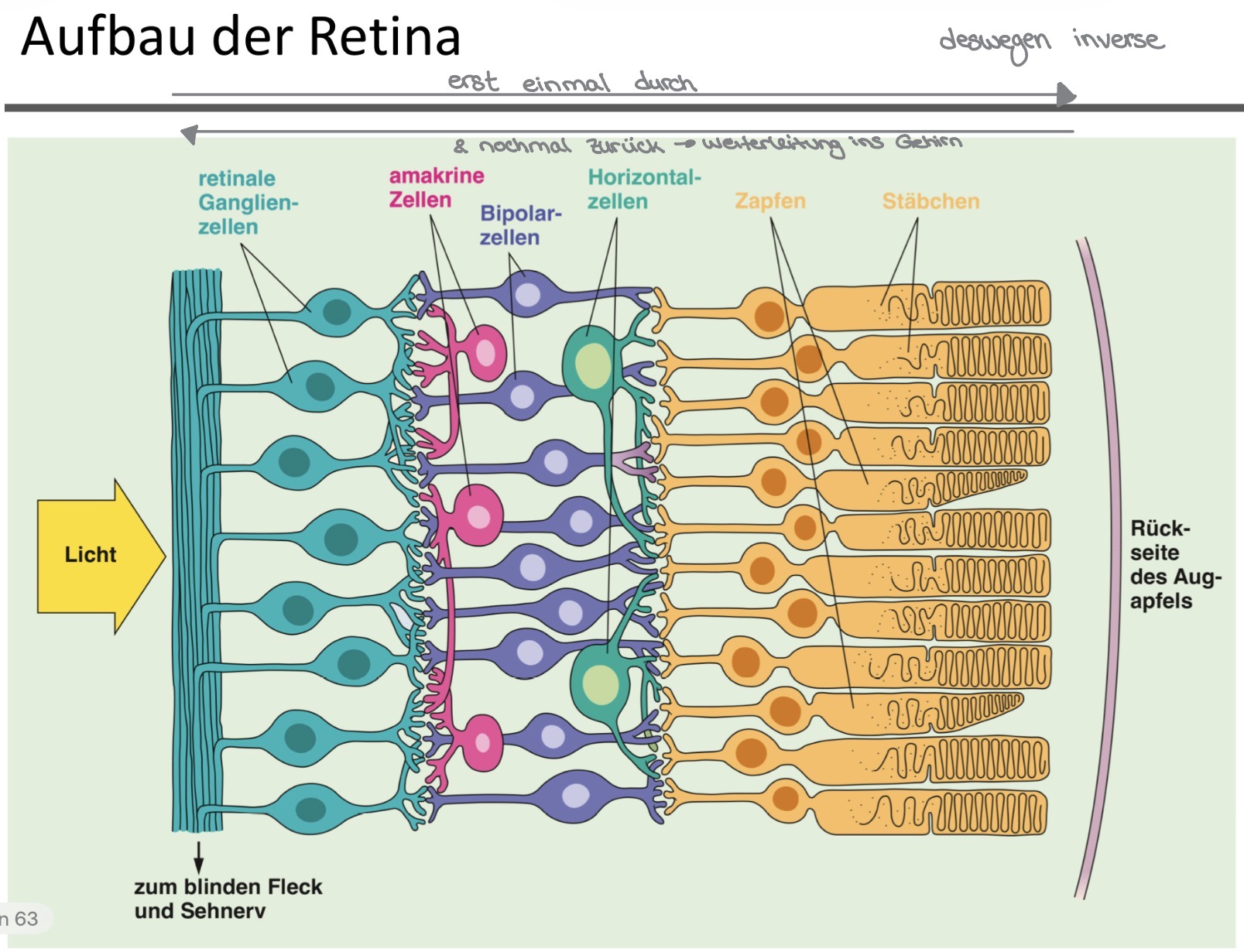 <ul><li><p>Zapfen/Stäbchen: erstes Neuron der Sehbahn (Rezeptoren; Ort der Phototransduktion)</p></li><li><p>Bipolarzellen: zweites Neuron der Sehbahn</p></li><li><p>Retinale Ganglienzellen: drittes Neuron der Sehbahn, deren Axone zusammen den Sehnerv bilden</p></li></ul><p></p><ul><li><p>Horizontalzellen/Amakrinzellen: spezielle Nervenzellen in der Netzhaut des Auges, die Informationsflüsse lateral (seitlich) zu den Bipolarenzellen / equivalent Ganglienzellen verschaltet</p></li></ul><p></p>