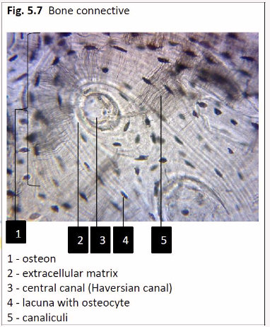 <p>bone connective tissue</p><p></p><p>skeletal system</p>