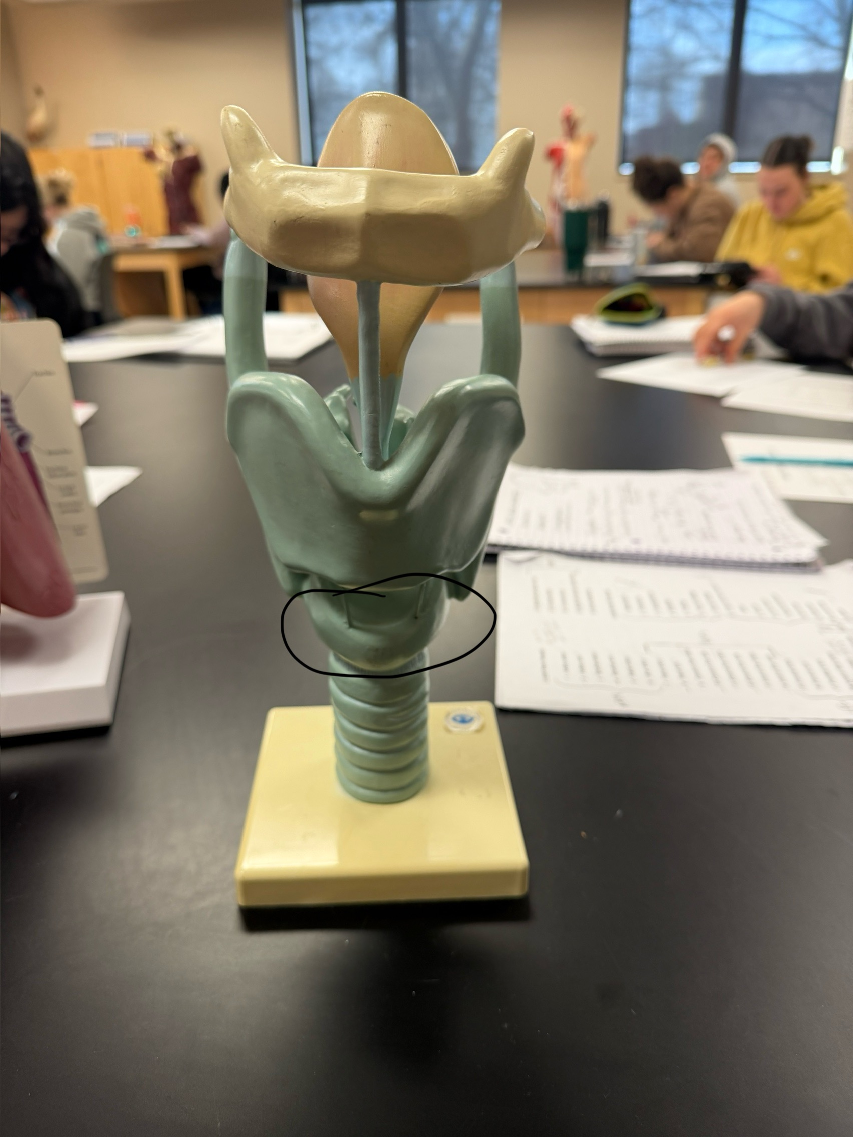 <p>name this structure</p>