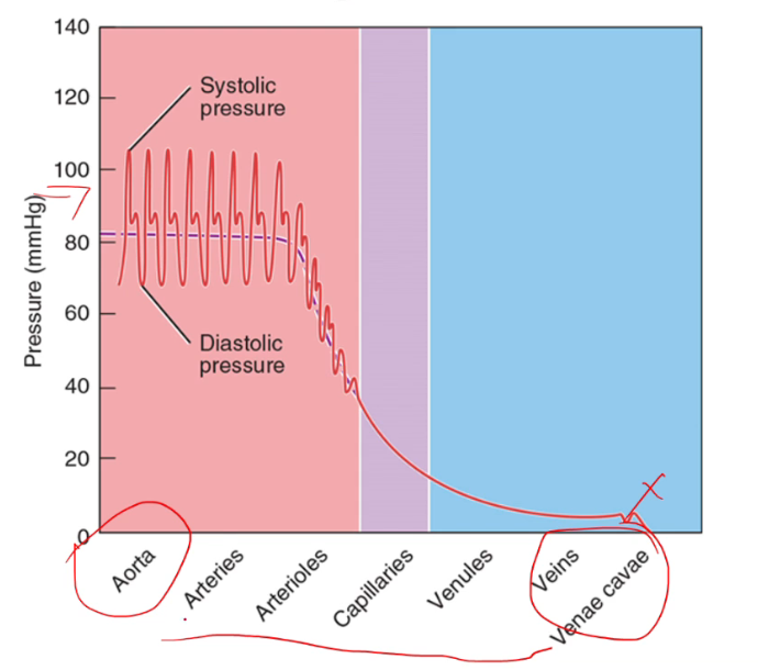 <p>avg is 90 millimeters mercury pressure, pressure is highest in the aorta and decreases when going to arterioles, capillaries, venules, and veins</p>