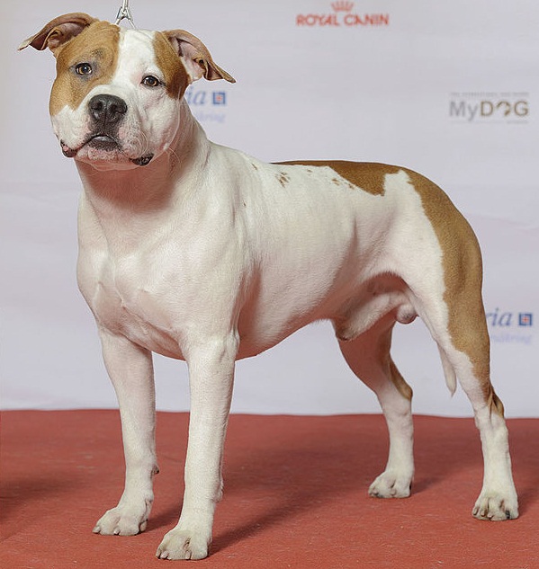 <p>What dog breed is this and what group are they in?</p>