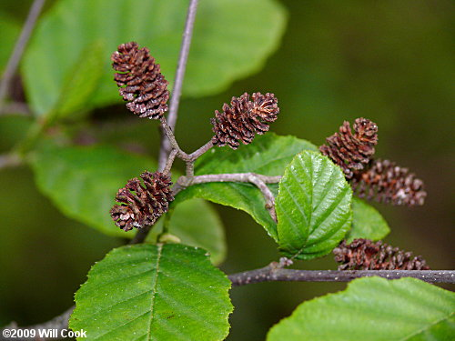 <p>leaves face up, cones and lenticles!</p>