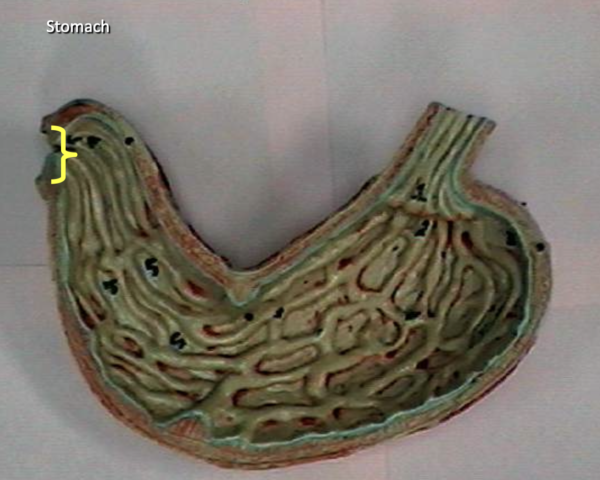 <p>Identify the organs of the digestive tract.</p>