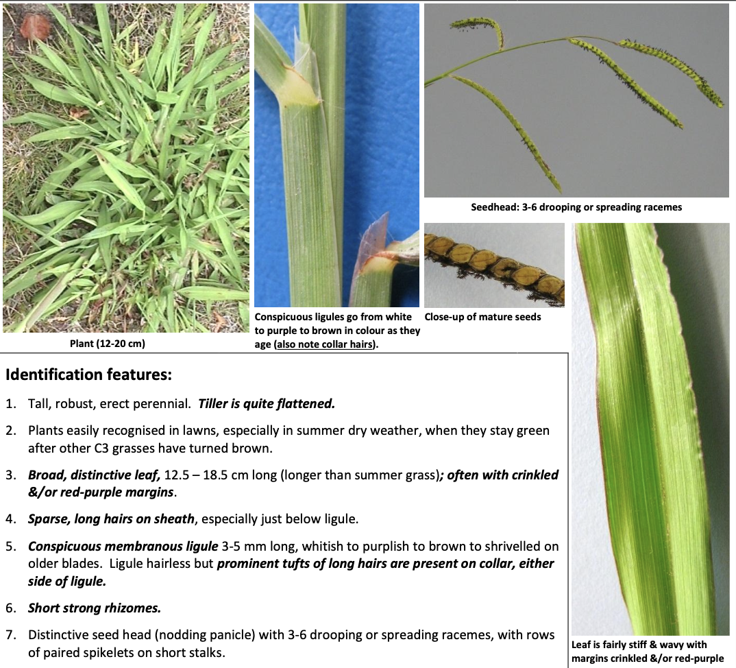 <p><strong>Plant family:</strong> Poaceae<br><strong>Life cycle:</strong> Perennial (C₄ grass)<br><strong>Key persistence/spread:</strong> Rhizomes; seed<br><strong>Farming systems:</strong> Northern dairy and beef systems</p><p><strong>How to identify</strong></p><p>Is most noticeable in summer, when it remains green after ryegrass browns off. Plants are robust, coarse, and upright, with flattened tillers similar in shape to cocksfoot.</p><p>Leaves are broad and often have crinkled margins with occasional purple tinges. At the collar region, there are tufts of long hairs, and the membranous ligule is prominent.</p><p>The seed head is very distinctive: 3–6 drooping, finger‑like racemes radiating from the stem.</p><p>Often confused with kikuyu or summer grass. It is upright and tufted, whereas kikuyu creeps.</p>