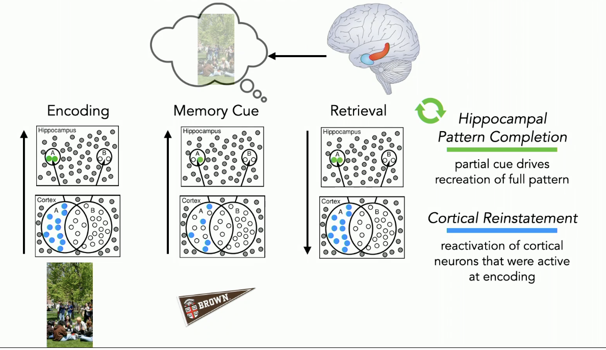 <p><strong>Hippocampal Pattern Completeion</strong></p><ul><li><p>a partial cue that reactivates part of the memory is going to engage this auto-complete process where the entire memory pattern is recreated in the hippocampus</p></li></ul><ul><li><p>once the memory is recreated in the hippocampus it can be recreated in cortex</p></li></ul><p></p><p><strong>Cortical Reinstatement aka Cortical Reactivation</strong></p><ul><li><p>The same cortical neurons that were activated when you experienced the event get activated when you recall it</p></li></ul><p></p>