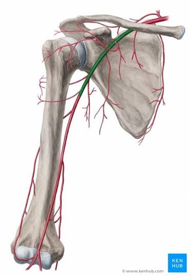 <p><span><span>continuation of the subclavian artery as it penetrates the body wall and enters the axillary region; becomes the brachial artery</span></span></p>
