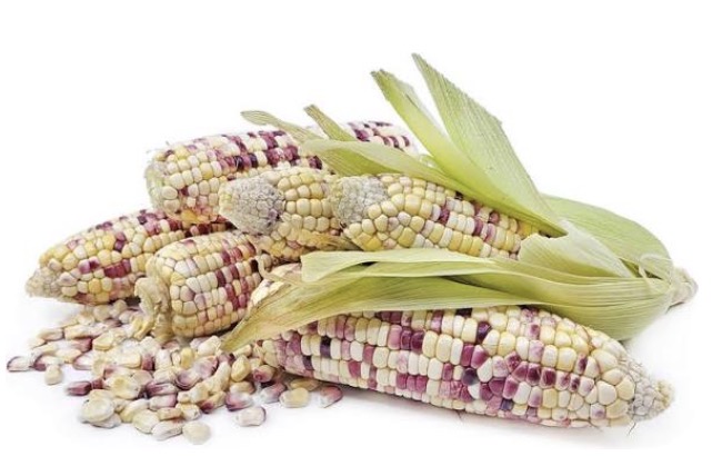 <p>Wax corn</p>