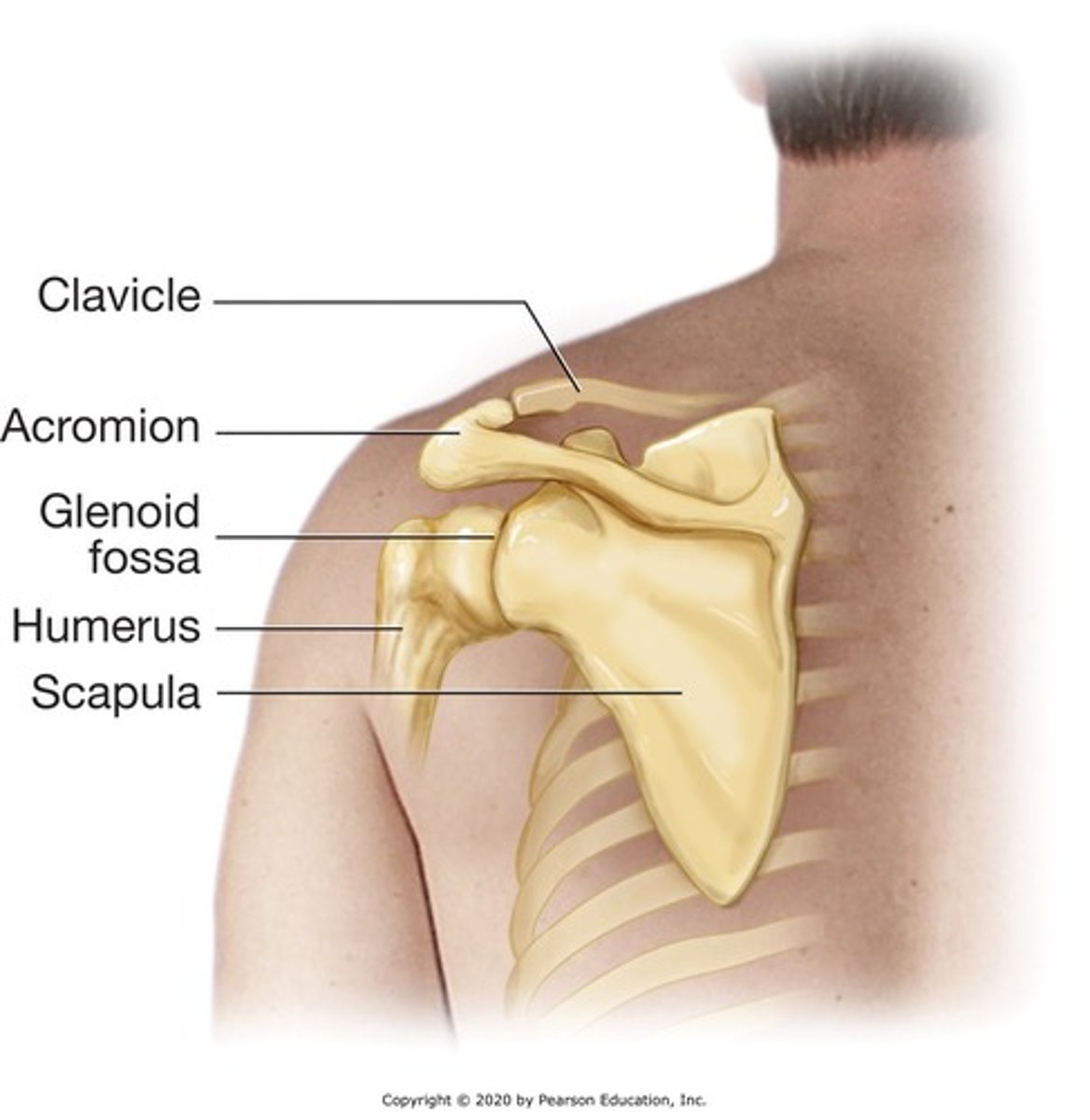 <p>Collar bone; connects manubrium to scapula</p>