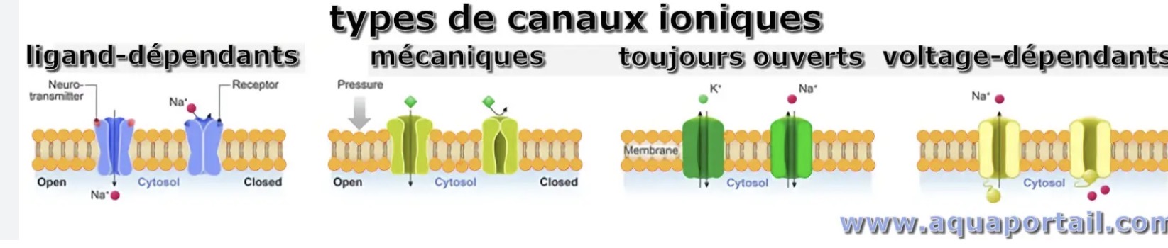 <p><span>Ils s’ouvrent quand une molécule se fixe dessus.</span></p><p><span>Exemples :</span></p><ul><li><p><strong><span>acétylcholine</span></strong></p></li><li><p><strong><span>glutamate</span></strong></p></li></ul><p><span>Très importants dans :</span></p><ul><li><p><span>synapses</span></p></li><li><p><span>jonction neuromusculaire</span></p></li></ul><p></p>